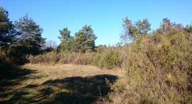 BOIS BLANC - SUD-charente