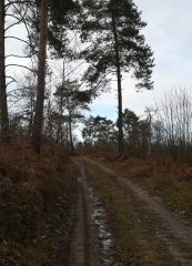 VOULZAN - FORET D HORTE-charente