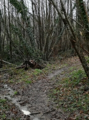 CLOULAS - LES FORGES-charente