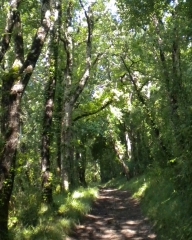 MAGNAC-SUR-TOUVRE - LES PIRONS-charente
