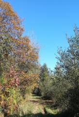 ROZET - FORET D HORTE-charente