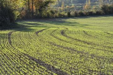 VELONDE - BRUCHIER-charente