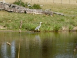 BOUCLE CHEZ LIMOUSIN CHERVES-CHATELARS-charente