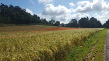ROUSSINES - BOUCLE 2 - JAUNE-charente