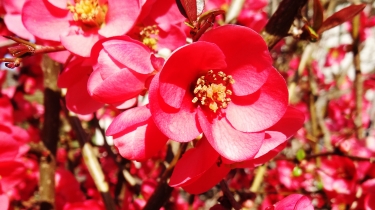 BOIS D ANTORNAC-charente