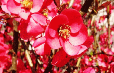 BOIS D ANTORNAC-charente