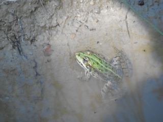 AMBERNAC - SENTIER AMBOURIANE-charente