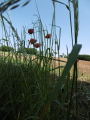 LE BOUCHAGE - CIRCUIT LA LIZONNE-charente