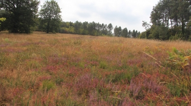 RIOUX - MARTIN ENTRE LANDES ET FORETS-charente
