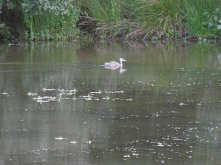 ABZAC - LE SERAIL-charente