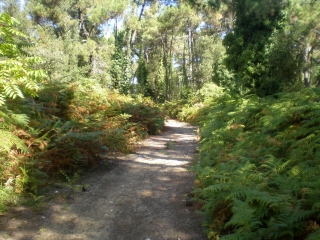 RIVEDOUX - STE MARIE DE RE-charente-maritime