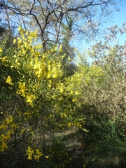 POINTE DE GATSEAU A ST-TROJAN-LES-BAINS-charente-maritime