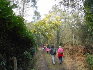 ILE DE RE - POINTE DE CHAUVEAU-charente-maritime