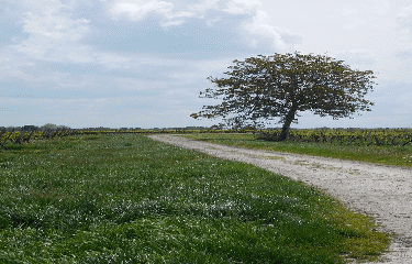NEULLES 5 KM-charente-maritime
