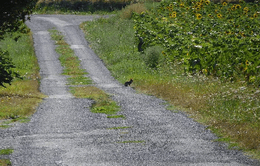 FONTAINES D OZILLAC - 5 KM-charente-maritime