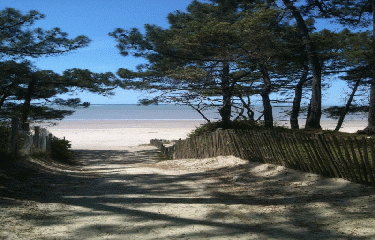 FORET DE SUZAC-charente-maritime