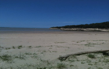 FORET DE SUZAC-charente-maritime