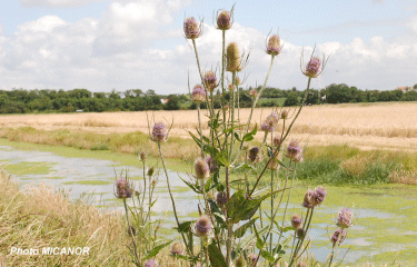Port des Barques-charente-maritime