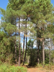 RANDO CERCOUX 9 KM-charente-maritime