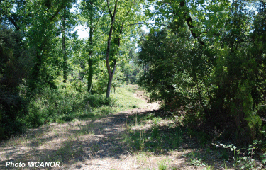 FORET DE LA COUBRE-charente-maritime