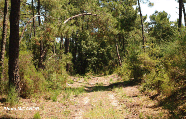 FORET DE LA COUBRE-charente-maritime