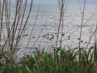 LOIX-charente-maritime