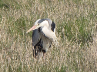 RESERVE DE LILLEAU DES NIGES-charente-maritime