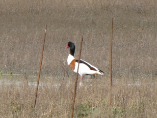 RESERVE DE LILLEAU DES NIGES-charente-maritime