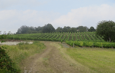 RANDO ST GEORGES DE AGOUTS 9.2 KM-charente-maritime