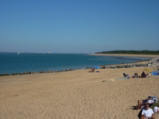 ILE D OLERON - FORET DES SAUMONARDS-charente-maritime