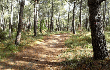 FORET DE ST-AUGUSTIN-LES-MATHES-charente-maritime