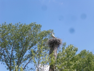 LANDRAIS ET LE CANAL DE CHARAS-charente-maritime