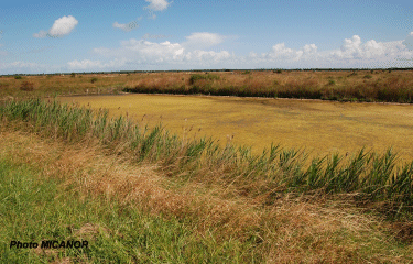 ILE D OLERON - ARCEAU-charente-maritime