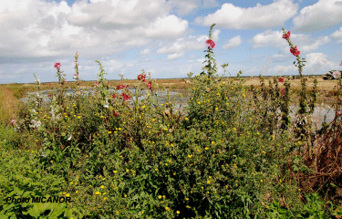 ILE D OLERON - ARCEAU-charente-maritime