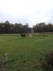 POMMIERS-MOULONS-charente-maritime