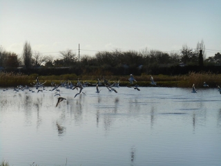 PLAGE D AYTRE A LA POINTE DU CHAY PAR LES MARAIS-charente-maritime