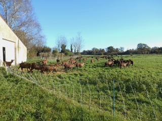 LAC DE CADEUIL-charente-maritime