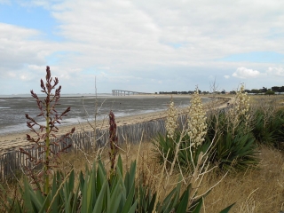 RIVEDOUX - SENTIER DU LITTORAL-charente-maritime