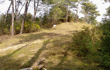 FORET DE LA COURBE(2)-charente-maritime