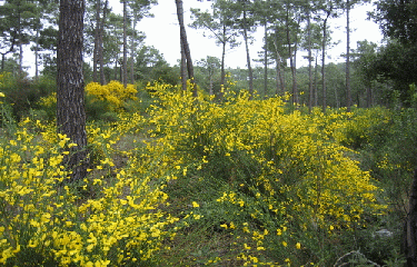 FORET DE LA COURBE(2)-charente-maritime