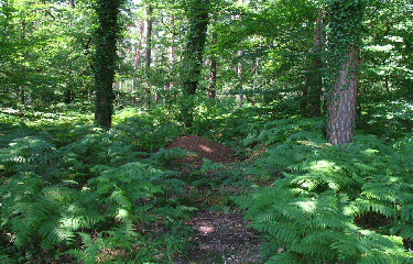SUD DE LA FORET D ALLOGNY-cher