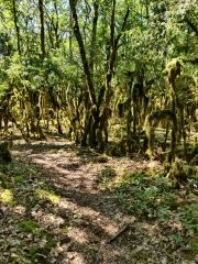 ST-FLORENT-SUR-CHER - LA RANDONNEE DU VIADUC 2-cher