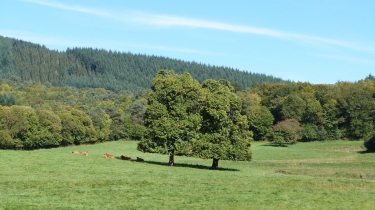 BOUCLE SUR LE GRP LES MONEDIERES-correze