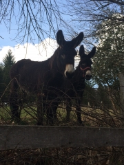 TREIGNAC (3)-correze