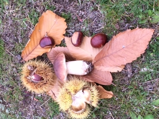 TREIGNAC - PIERRE DES DRUIDES-correze