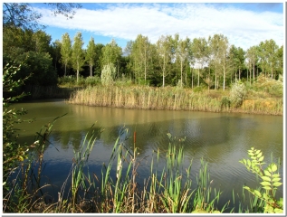 LA CHAPELLE-MONTHODON -  LE COQ ET LE RENARD-aisne