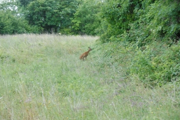 PAARS - VAUXTIN-aisne