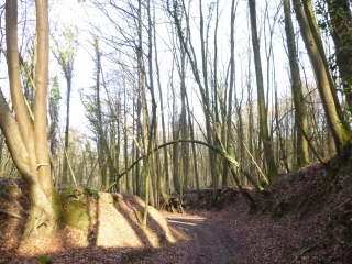 COURTRIZY-ET-FUSSIGNY - ROSIERE DE MAUREGNY-EN-HAYE-aisne