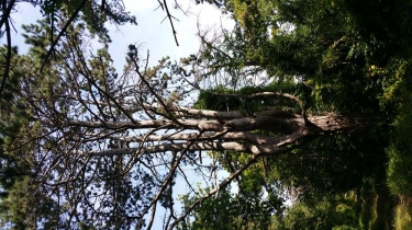 MAIZY - MEURIVAL - BEAUREGARD-aisne