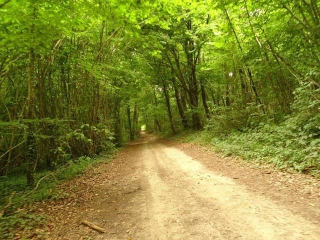 COURTRIZY ET FUSSIGNY - MAUREGNY EN HAYE - TRES BEAU PARCOURS EN FORET-aisne